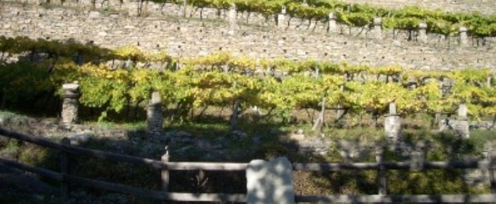 Una degustazione e un workshop sui vini delle Alpi