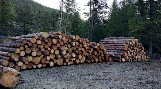 PSR: riaperto un bando per aiuti al settore forestale