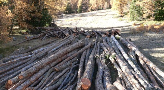 PSR: posticipata a fine anno scadenza bando per filiera legno