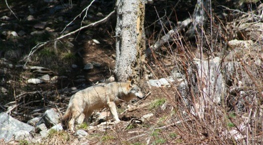 Al via il primo corso di formazione per il monitoraggio del lupo in Valle d’Aosta